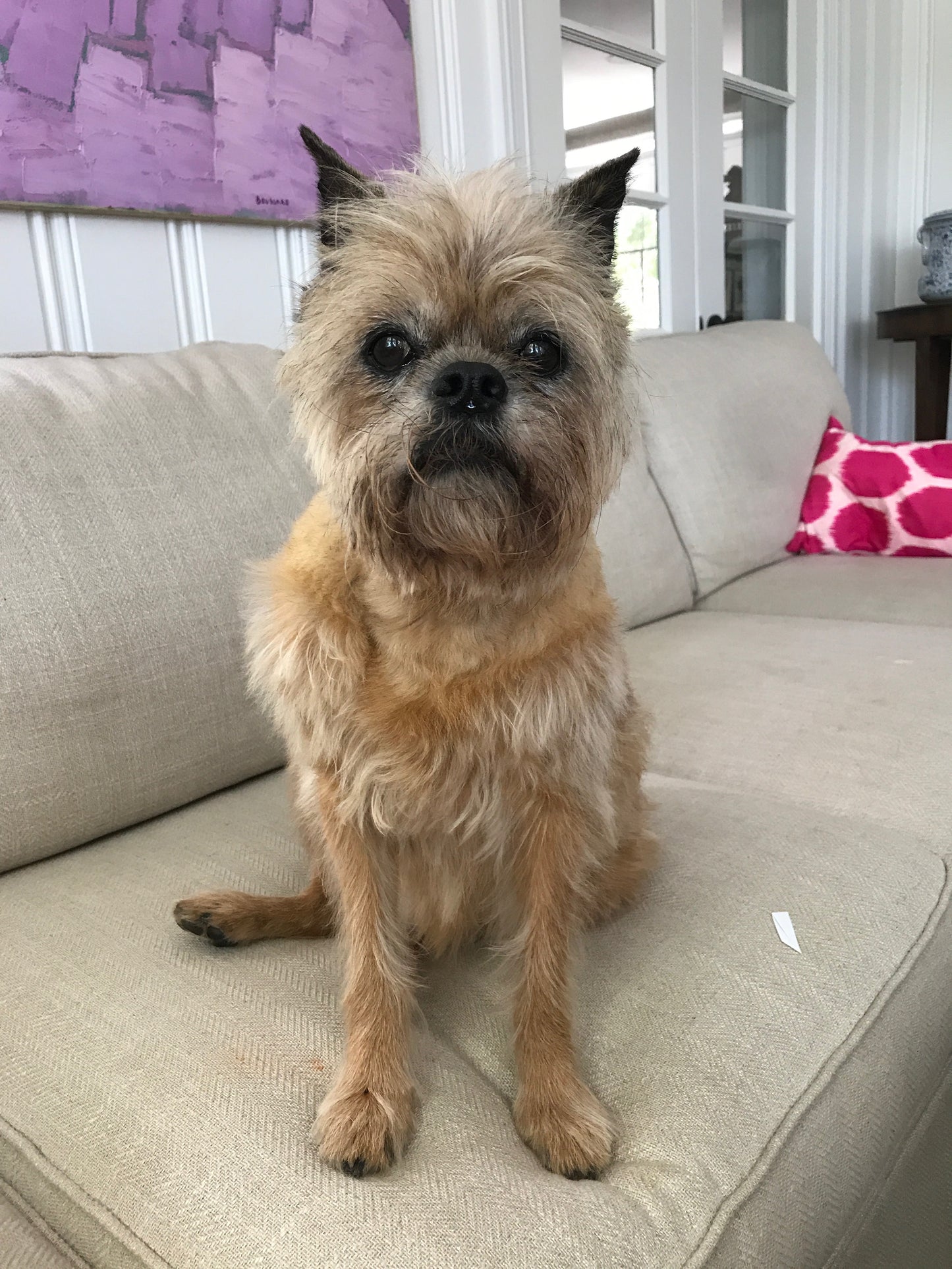 Gertie the Griffon