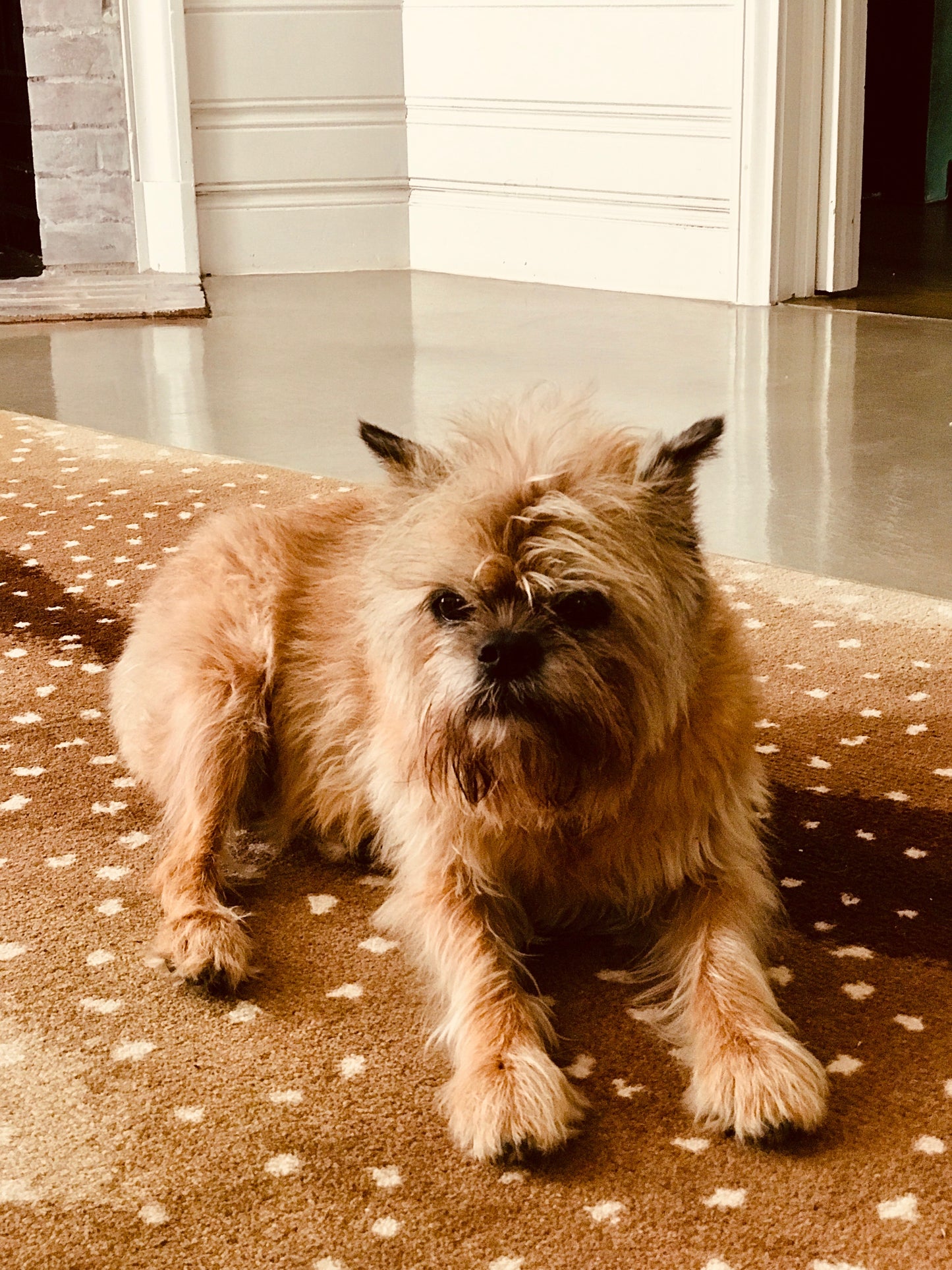 Gertie the Griffon